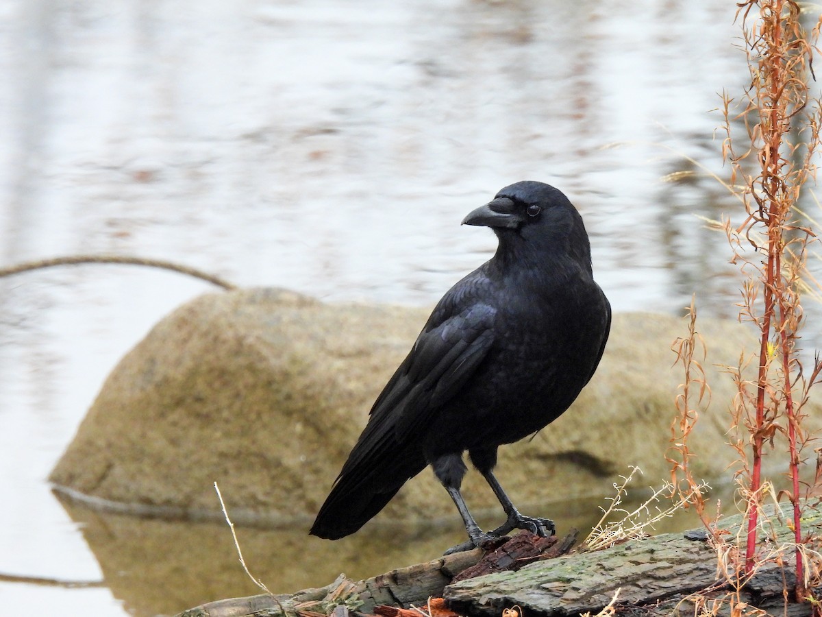 American Crow - ML646913291