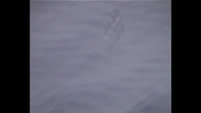 Bonin Petrel - ML646913293