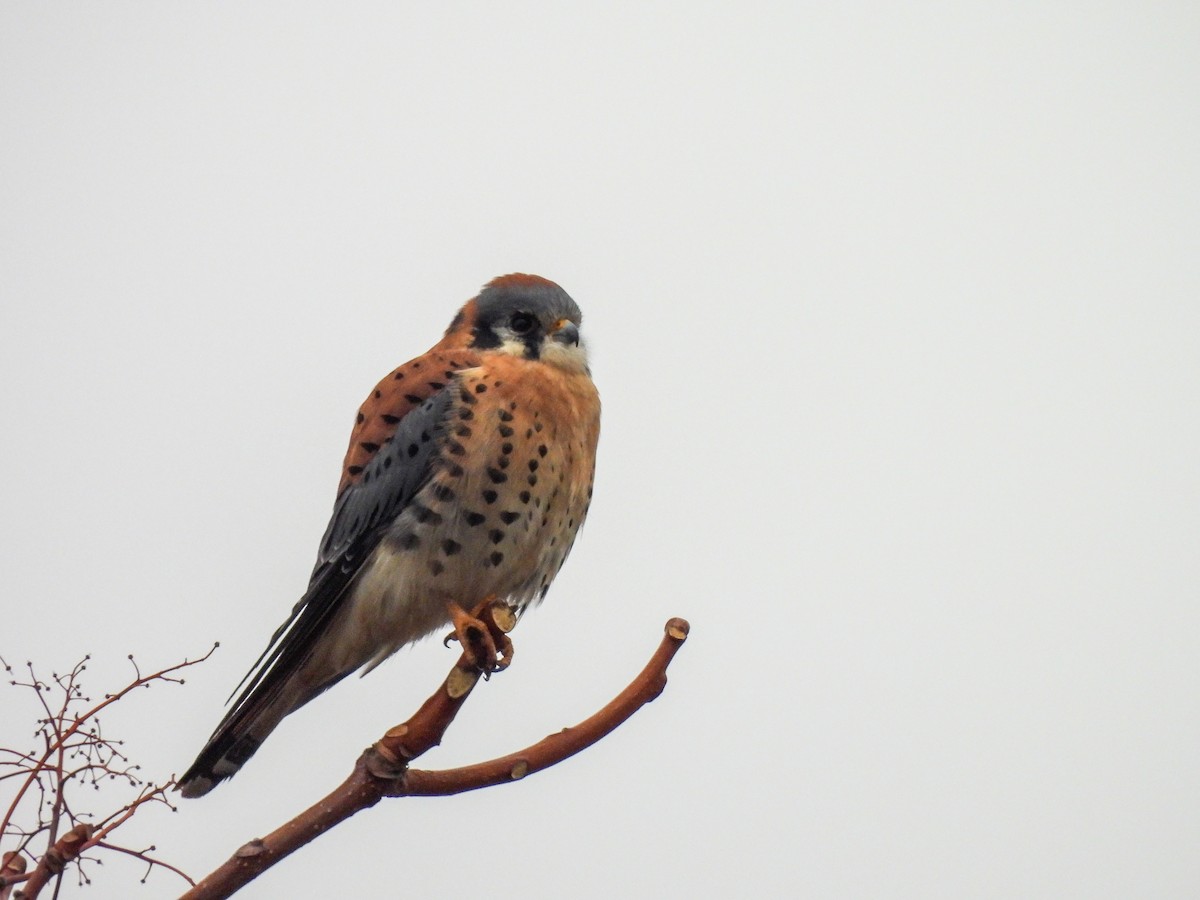 American Kestrel - ML646913296