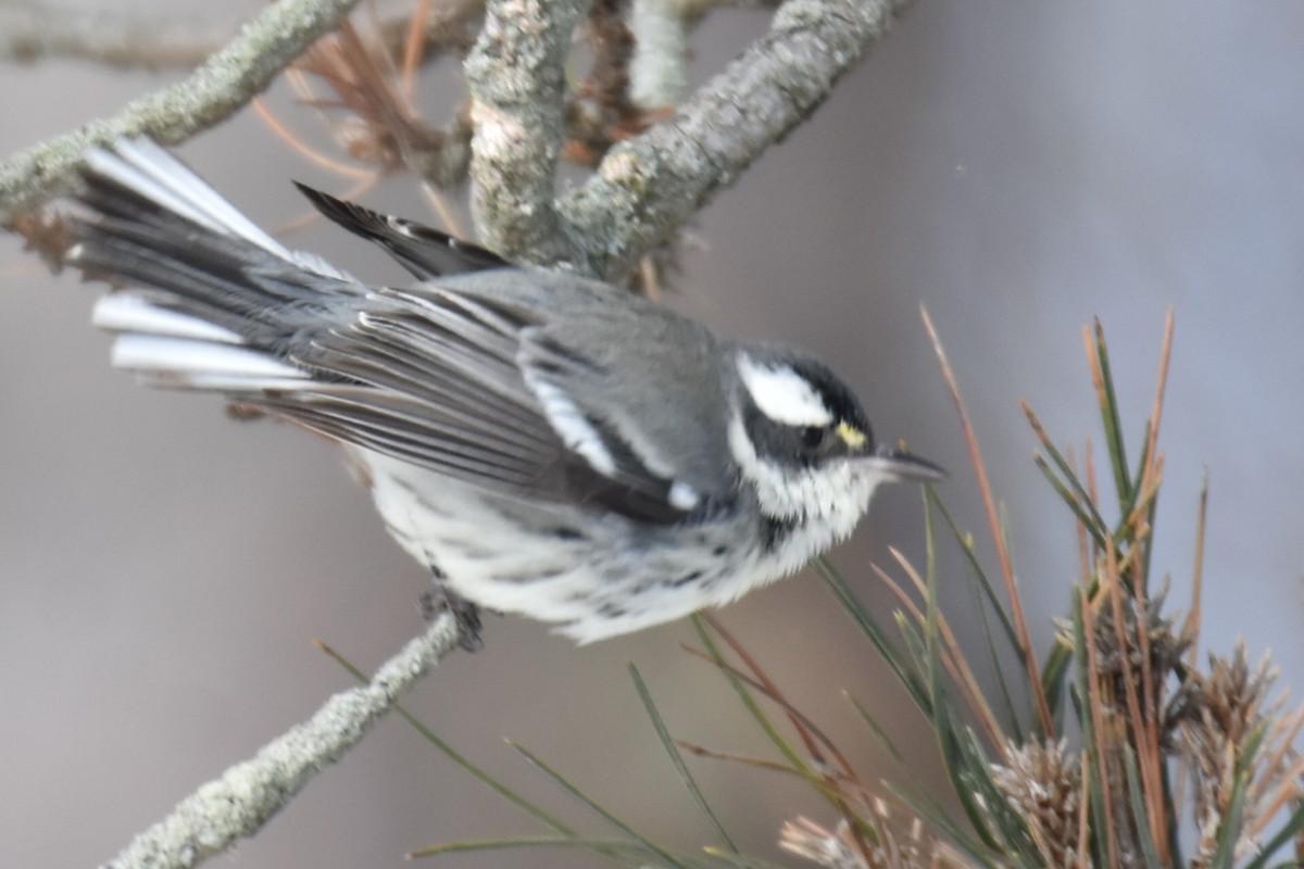 Kara Şeritli Ötleğen - ML646913300