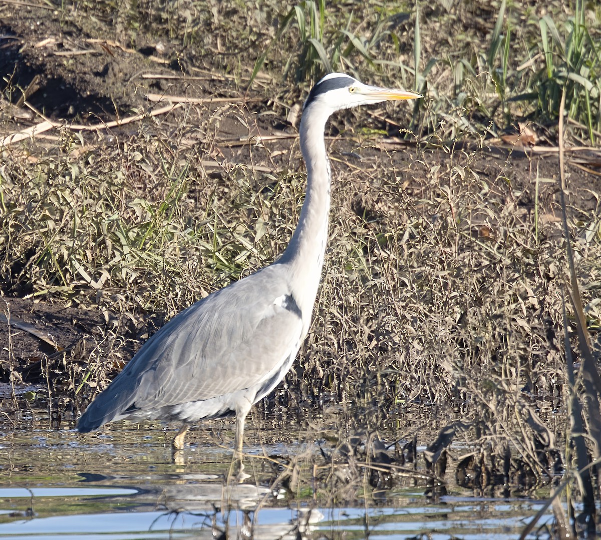 אנפה אפורה - ML646913302
