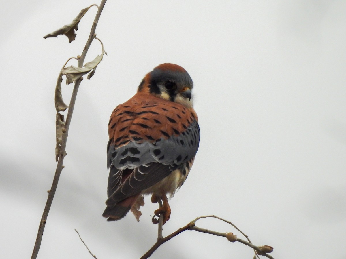 American Kestrel - ML646913303