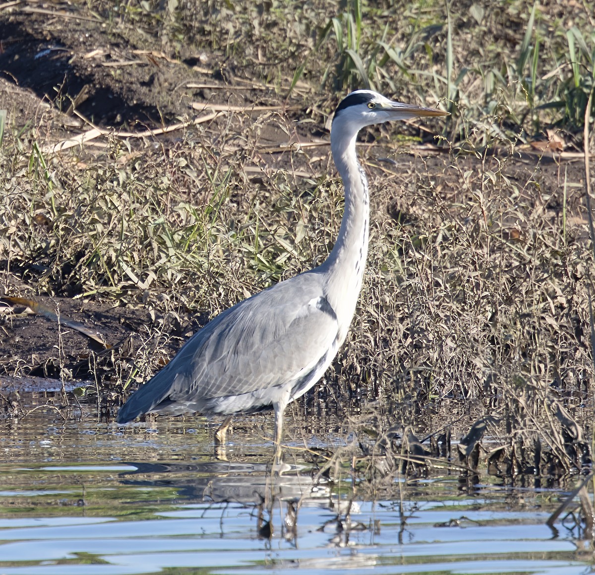 אנפה אפורה - ML646913304