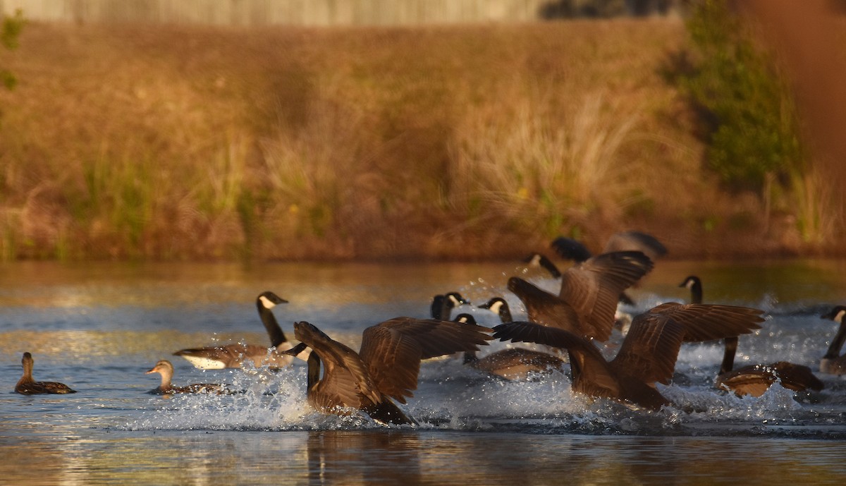 Канад галуу - ML646913306