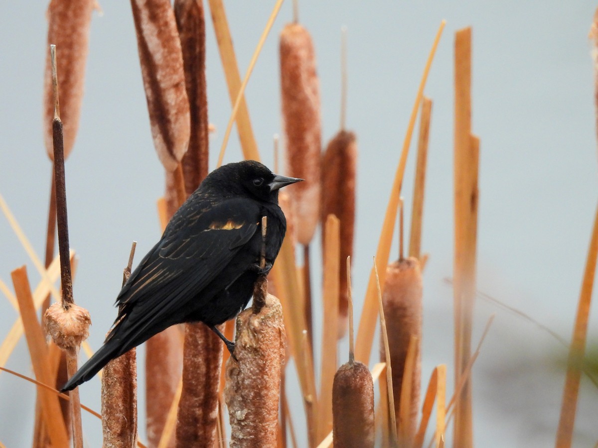 Red-winged Blackbird - ML646913308