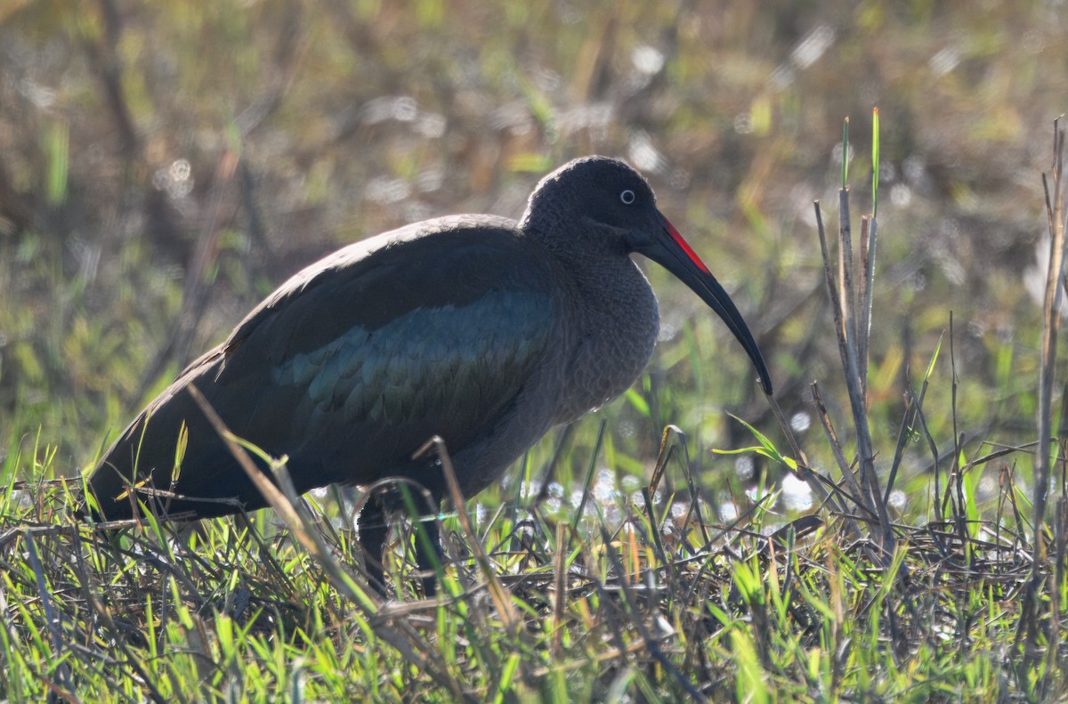 Hadada Ibis - ML646913309