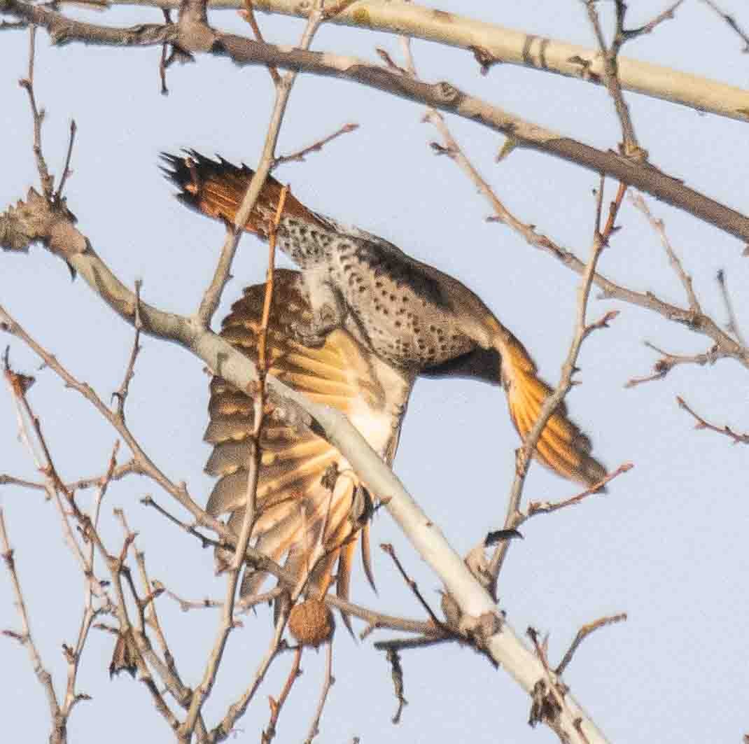 Northern Flicker (Yellow-shafted x Red-shafted) - ML646913310