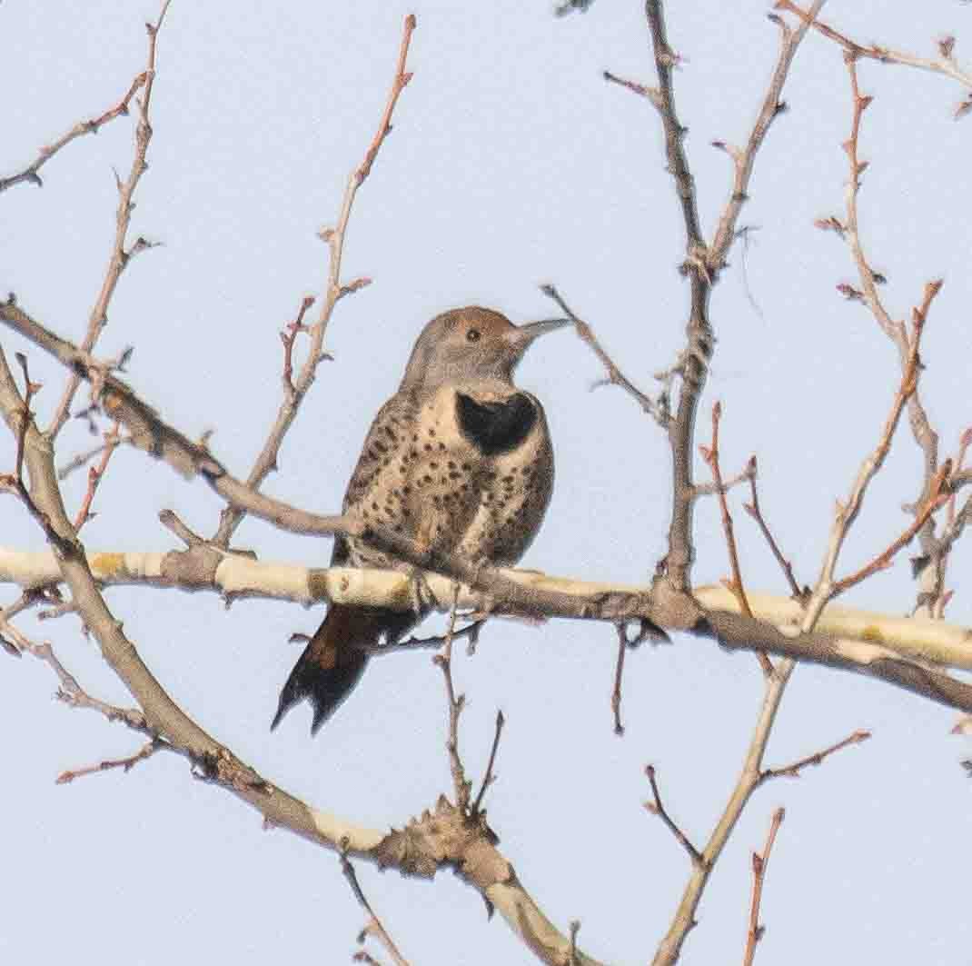 Northern Flicker (Yellow-shafted x Red-shafted) - ML646913311