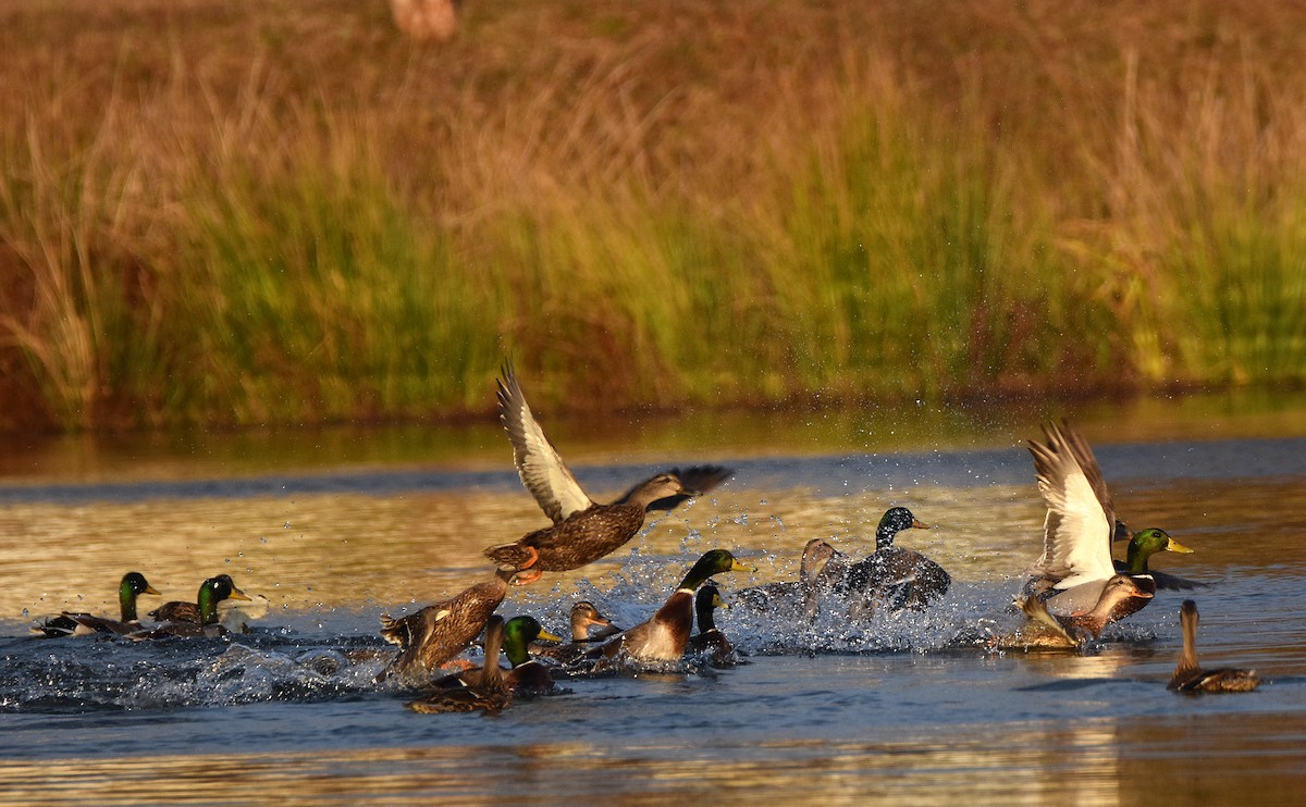 Зэрлэг нугас - ML646913315