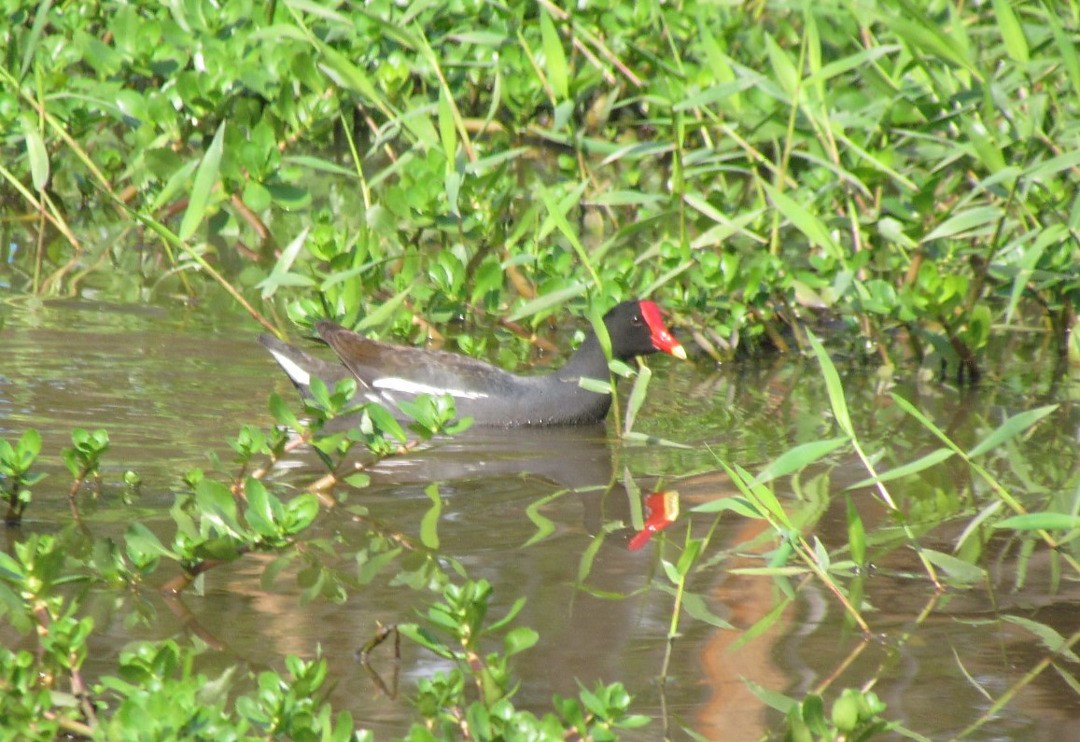 Gallinule d'Amérique - ML646913316