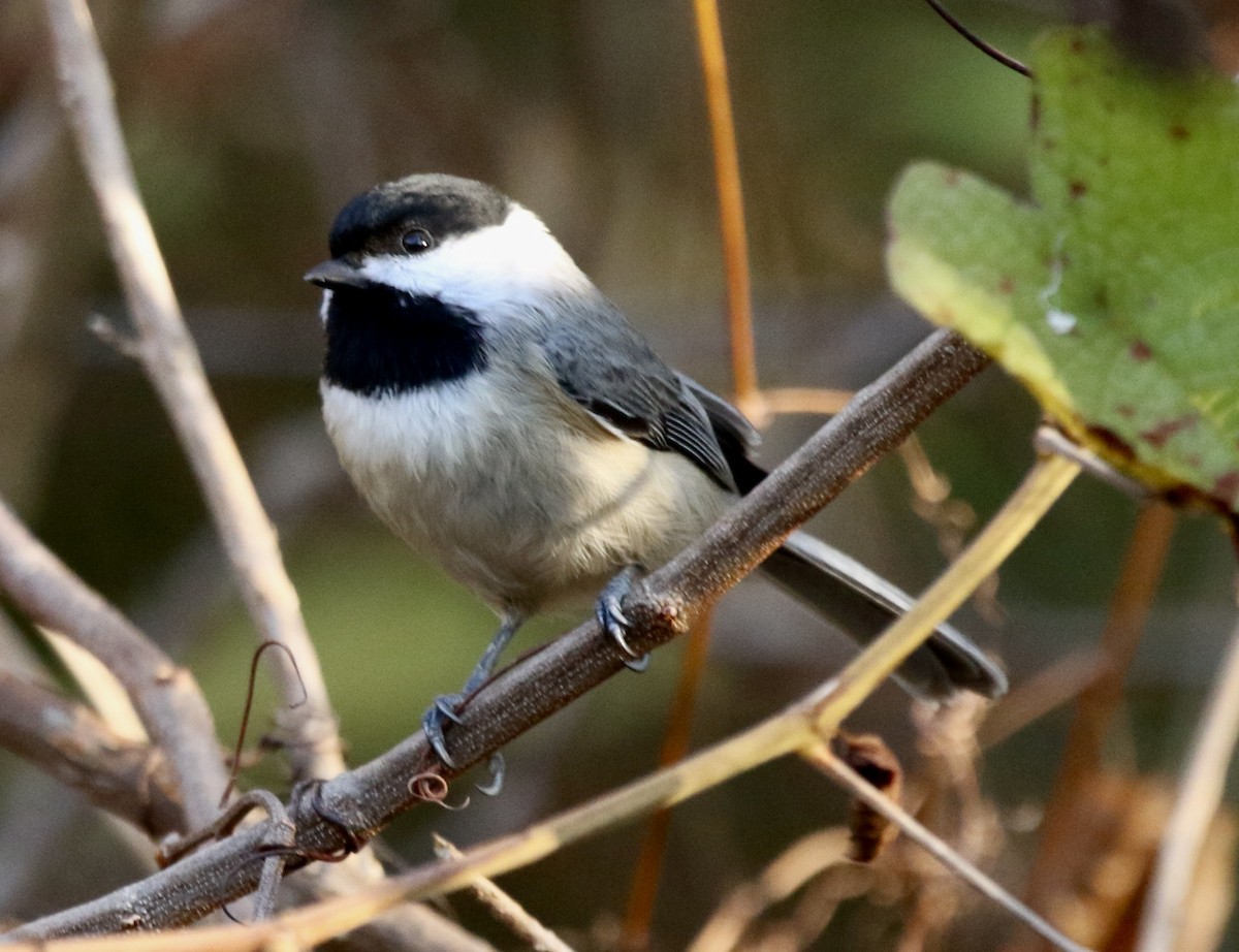 Каролинская гаичка - ML646913319