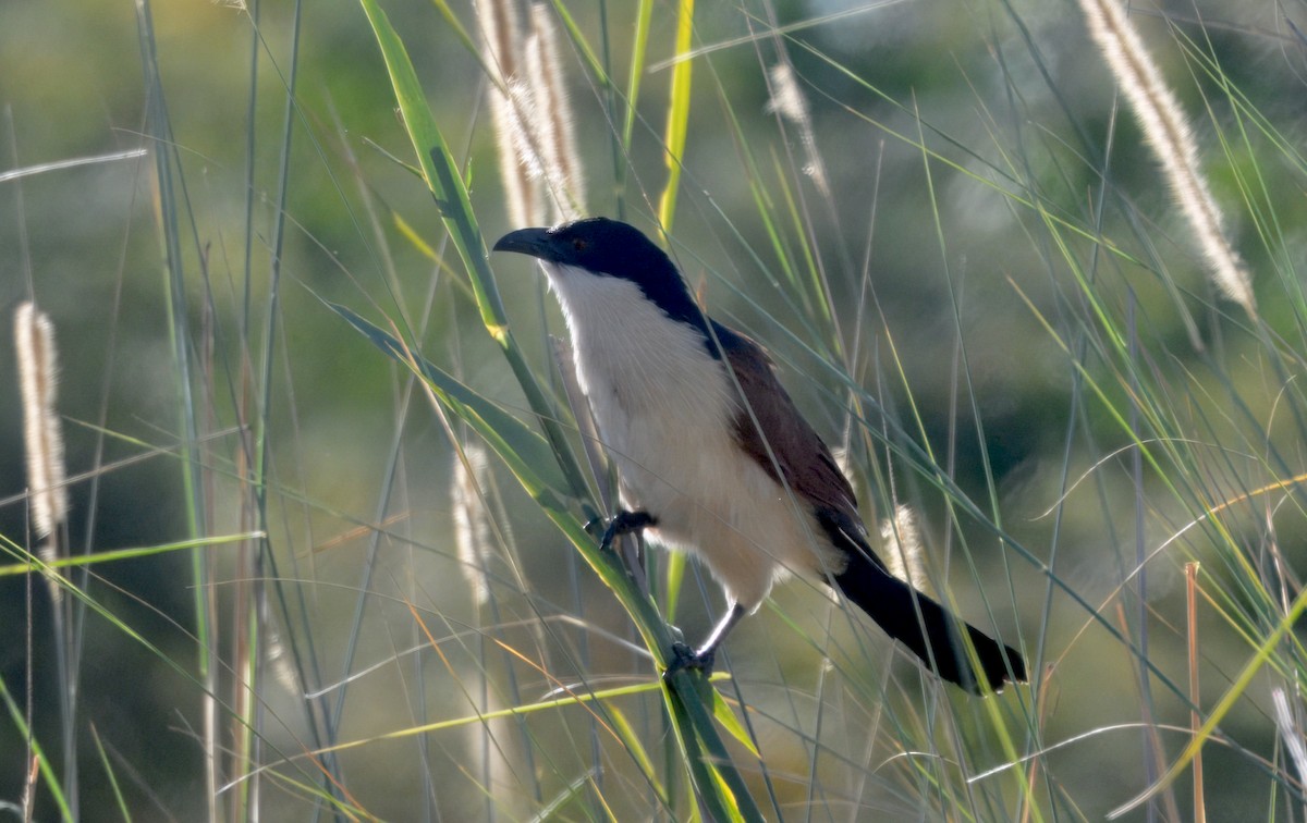 Коукал ангольський - ML646913328