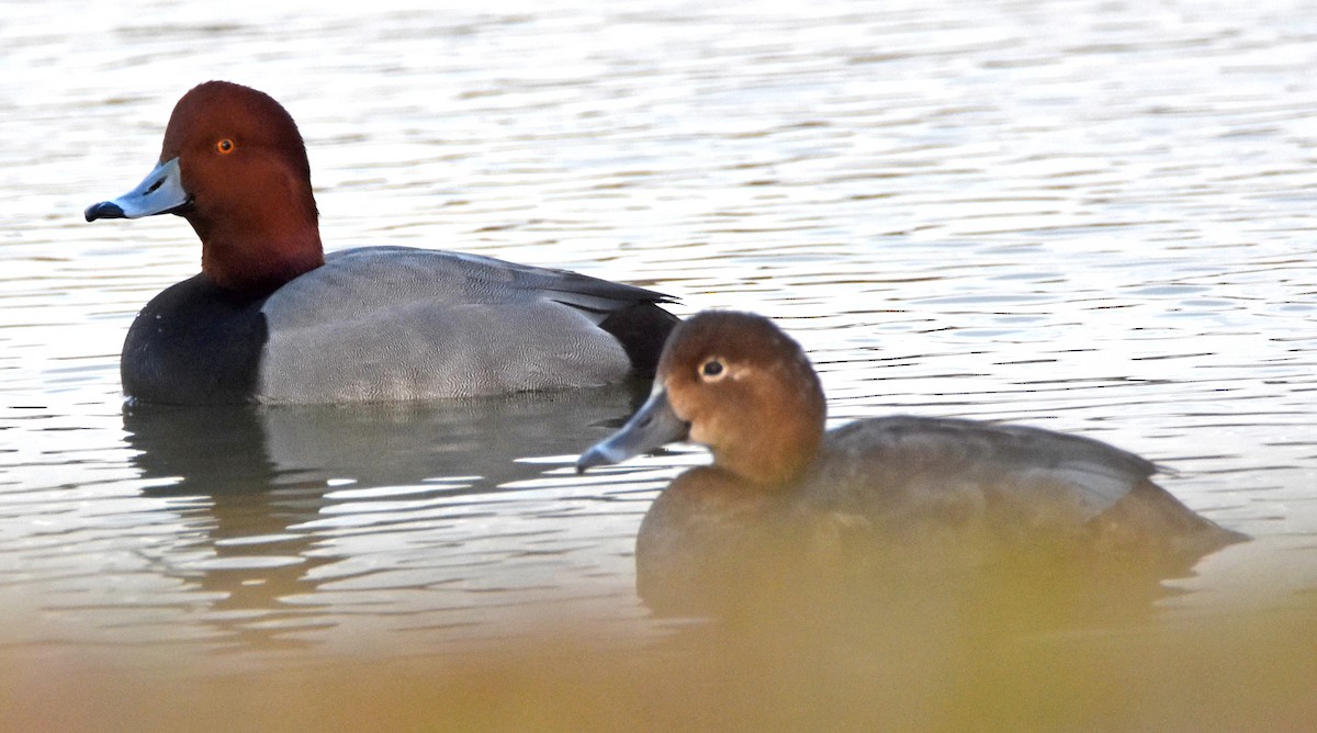 Американский нырок - ML646913329