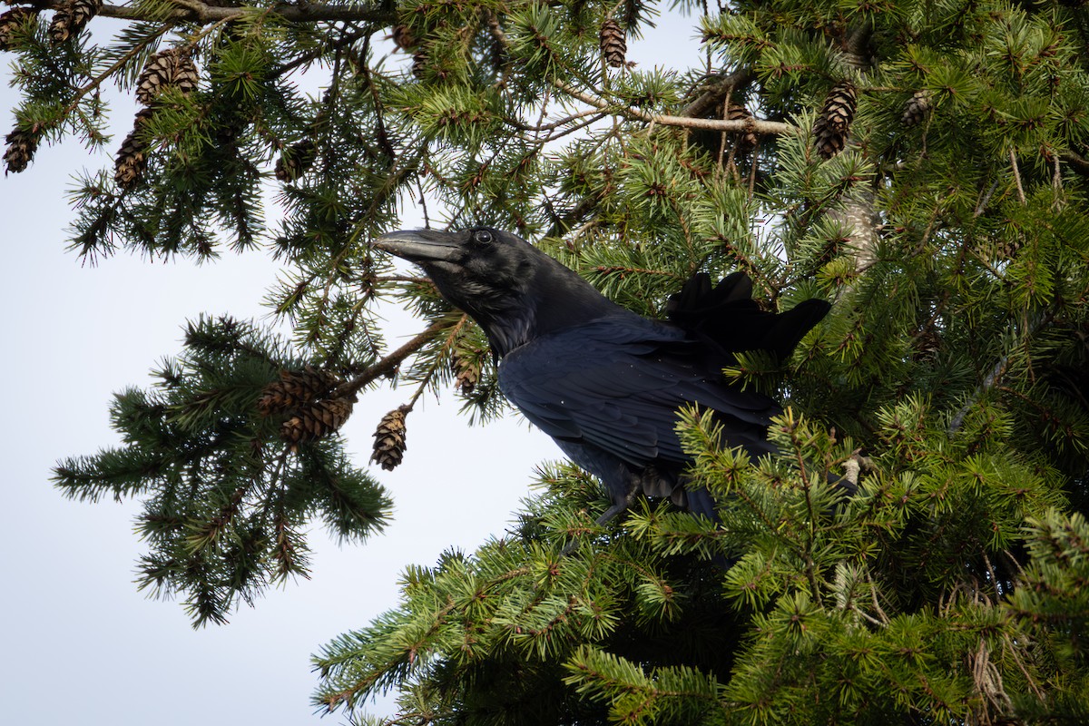 Ворон - ML646913330