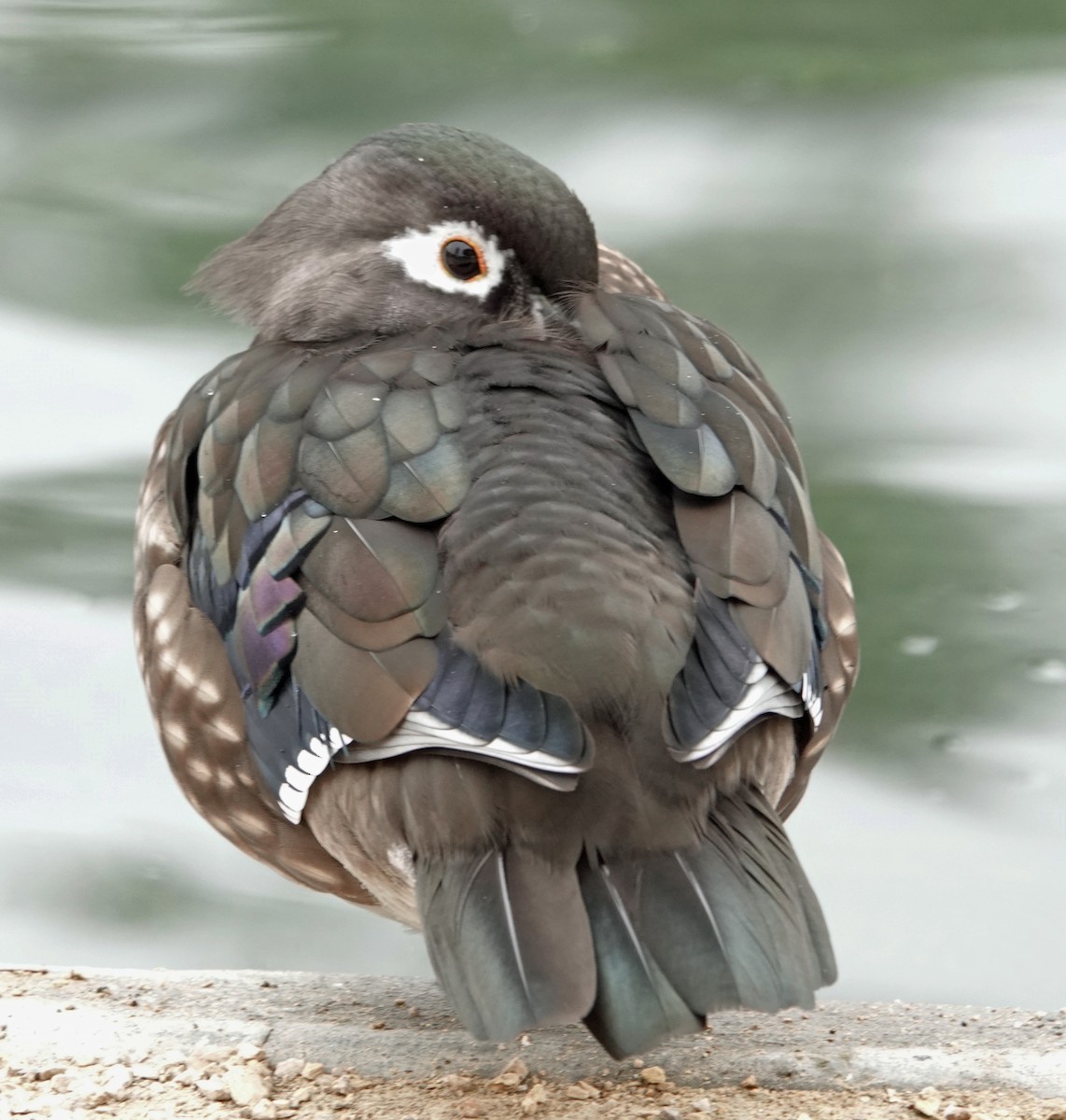 Каролинская утка - ML646913331