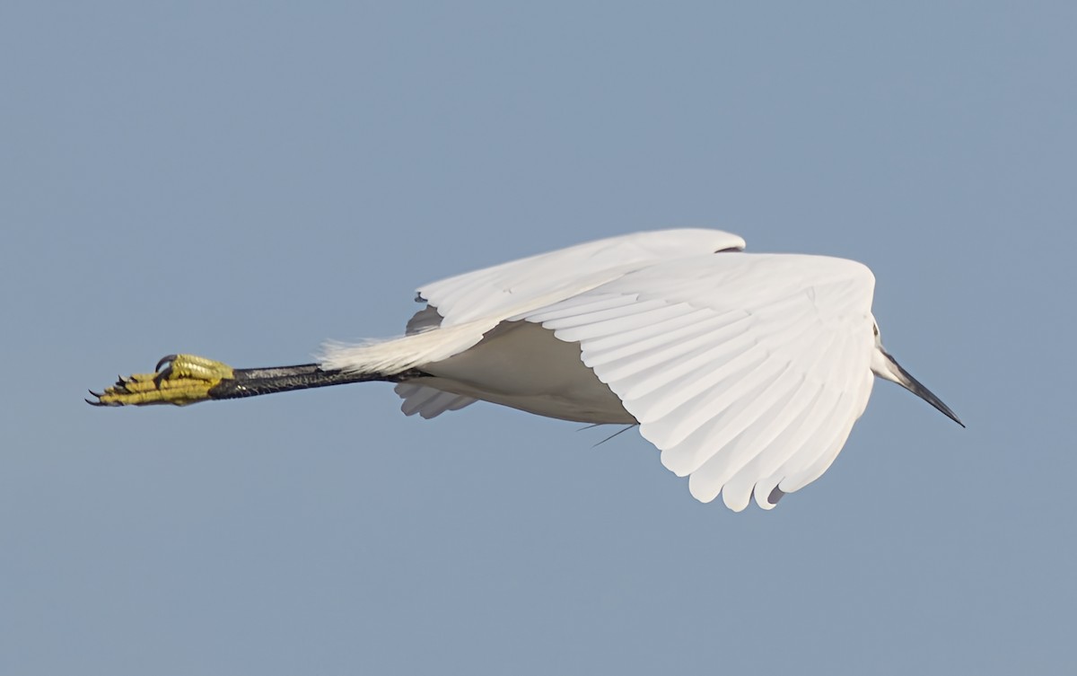 Малая белая цапля - ML646913332