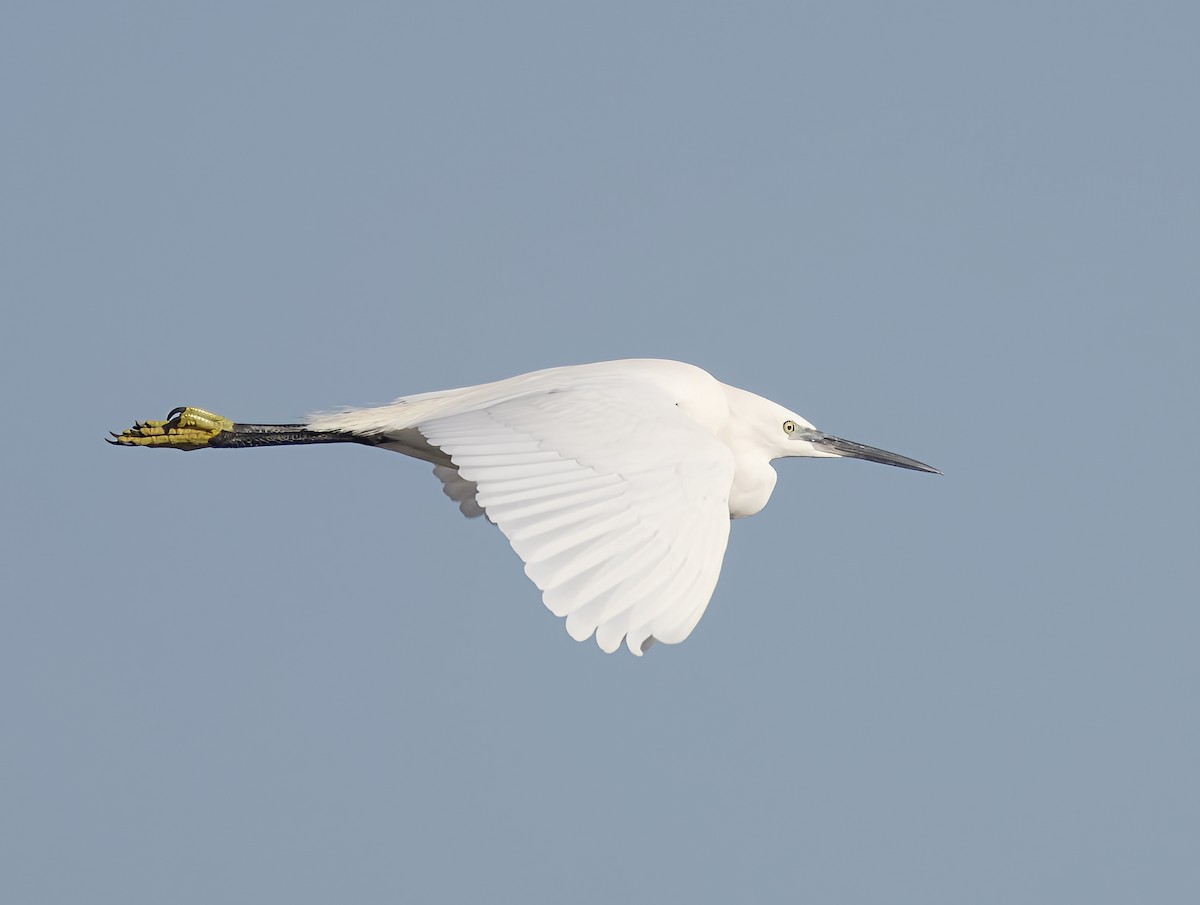 Малая белая цапля - ML646913333