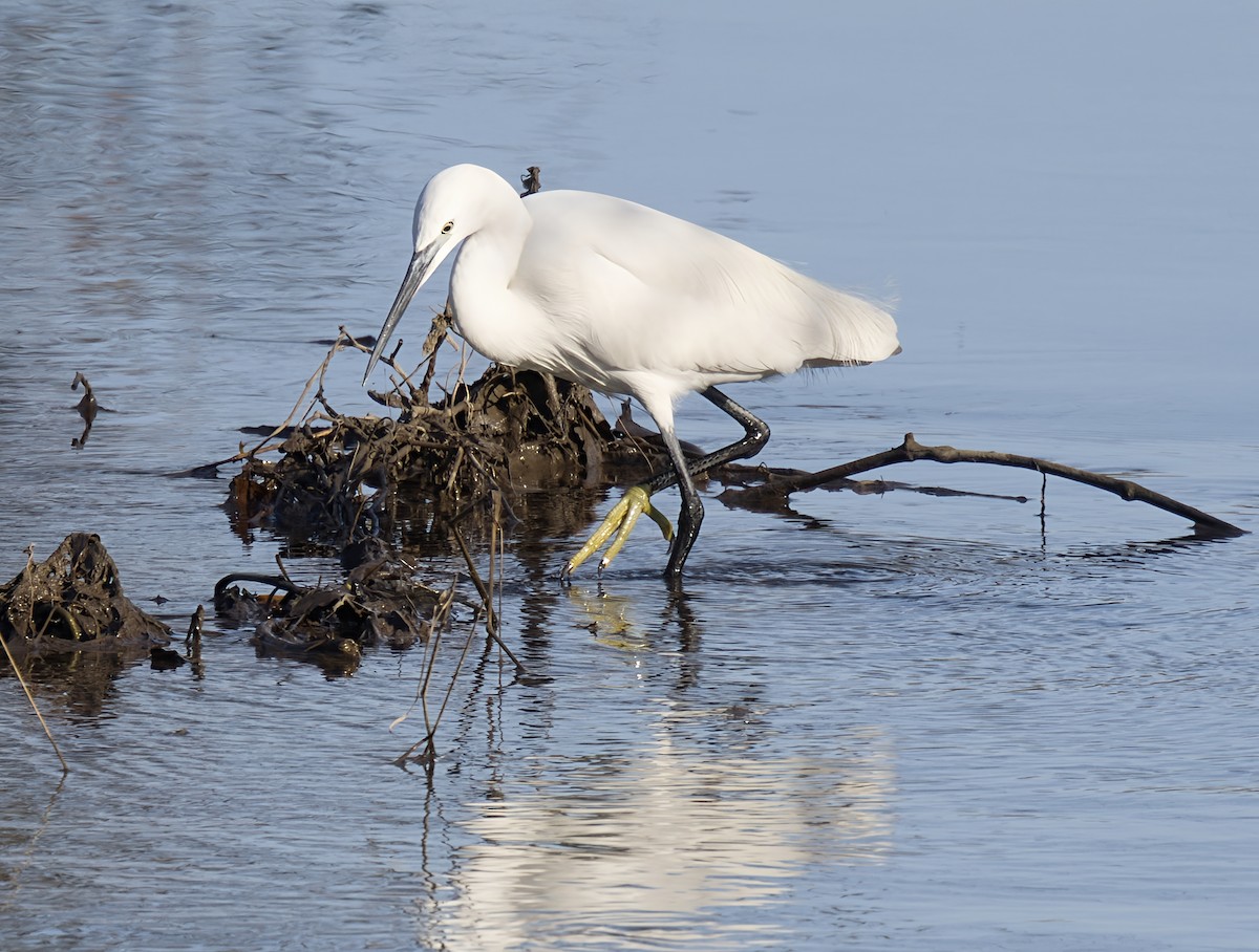 Малая белая цапля - ML646913334