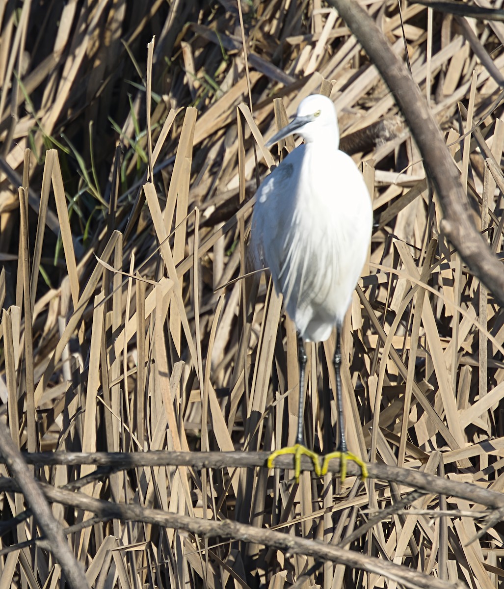 Малая белая цапля - ML646913335