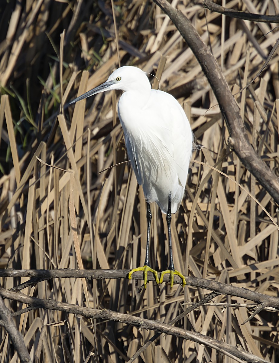 Малая белая цапля - ML646913336