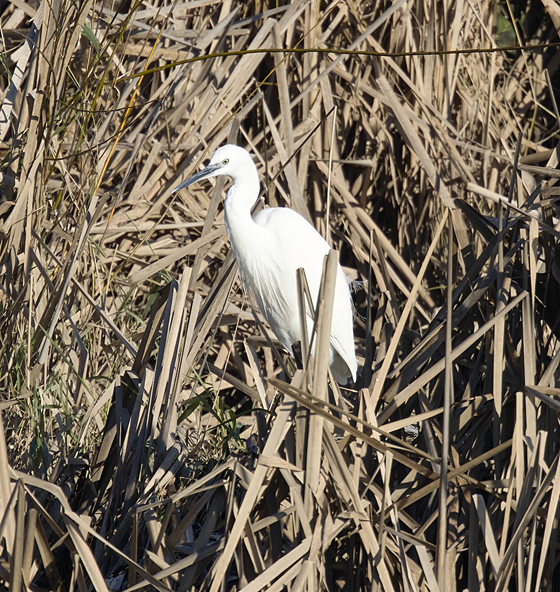 Малая белая цапля - ML646913337