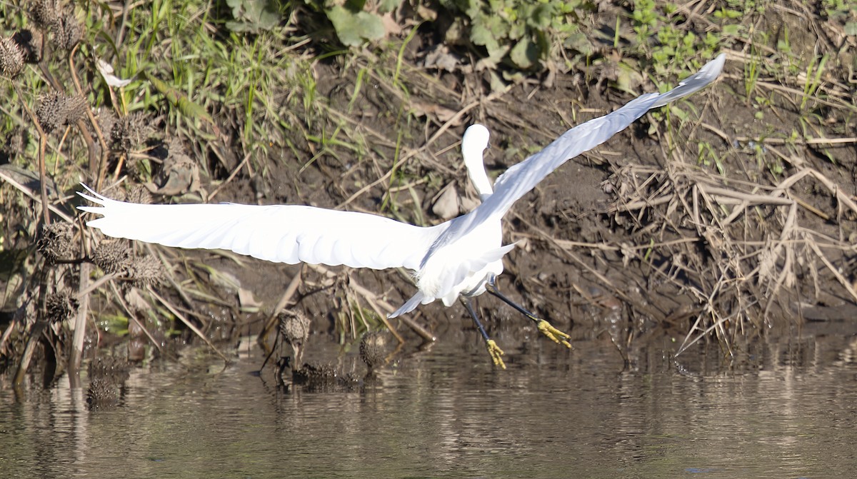Малая белая цапля - ML646913338