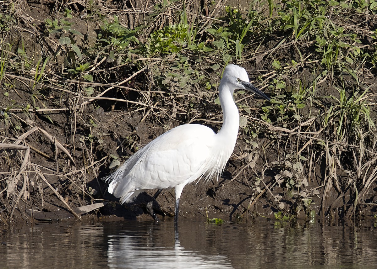 Малая белая цапля - ML646913339
