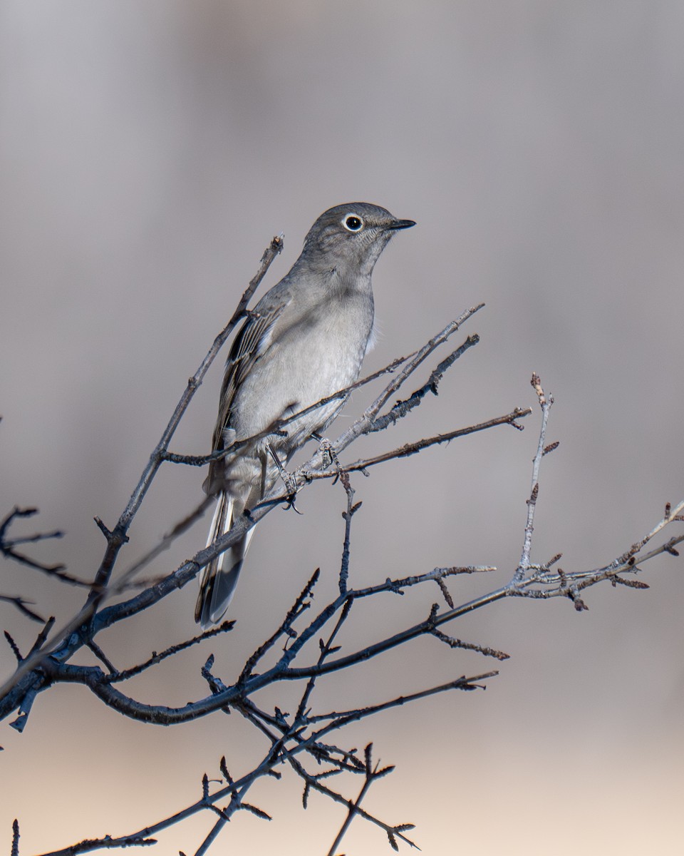 Горный кларино - ML646913340