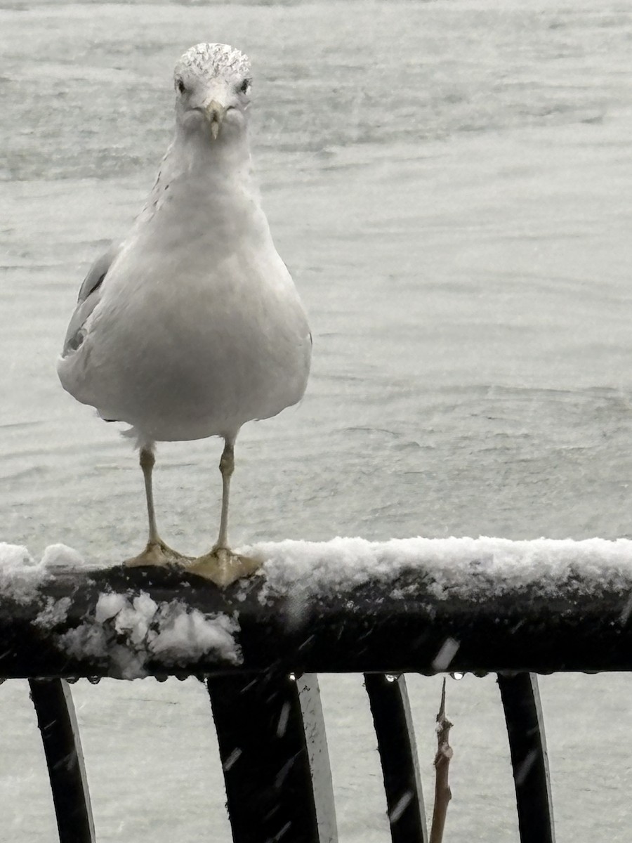 Делавэрская чайка - ML646913341