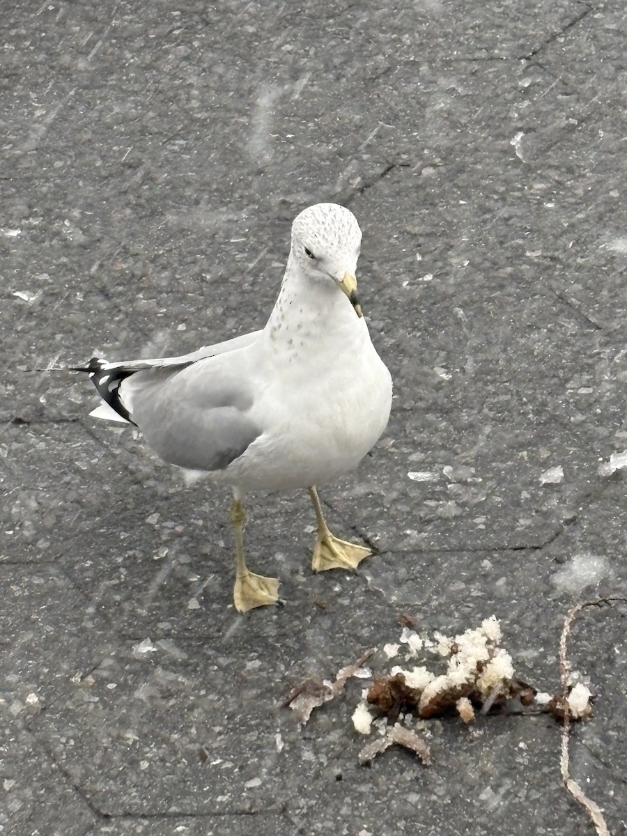 Делавэрская чайка - ML646913342