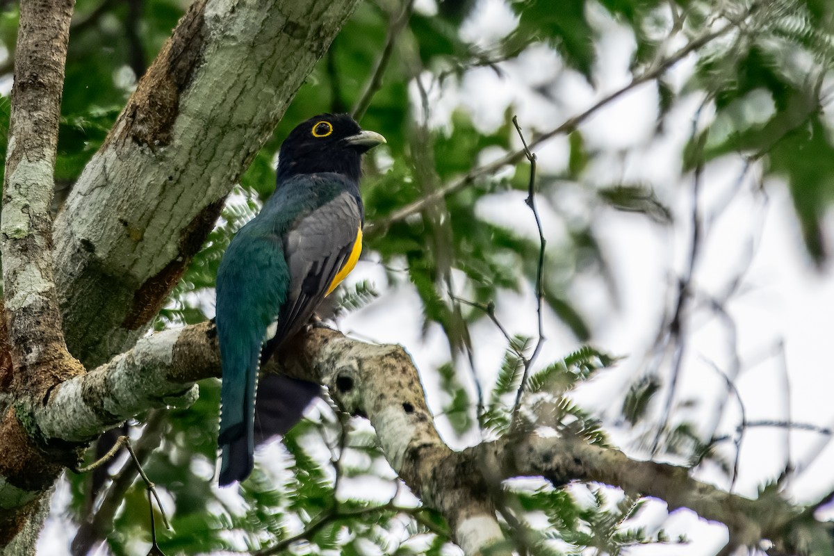 Желтобрюхий трогон - ML646913343