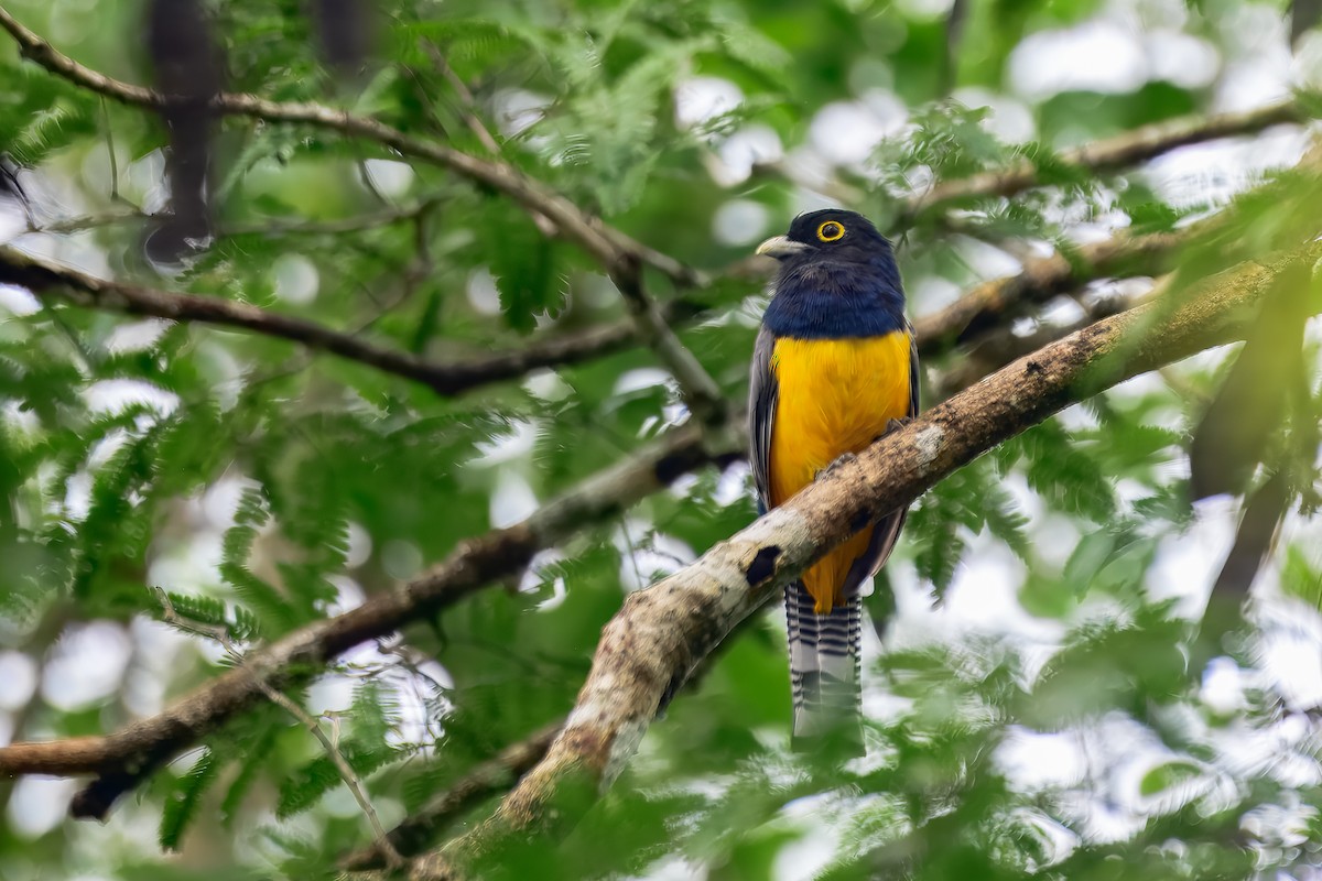 Желтобрюхий трогон - ML646913344