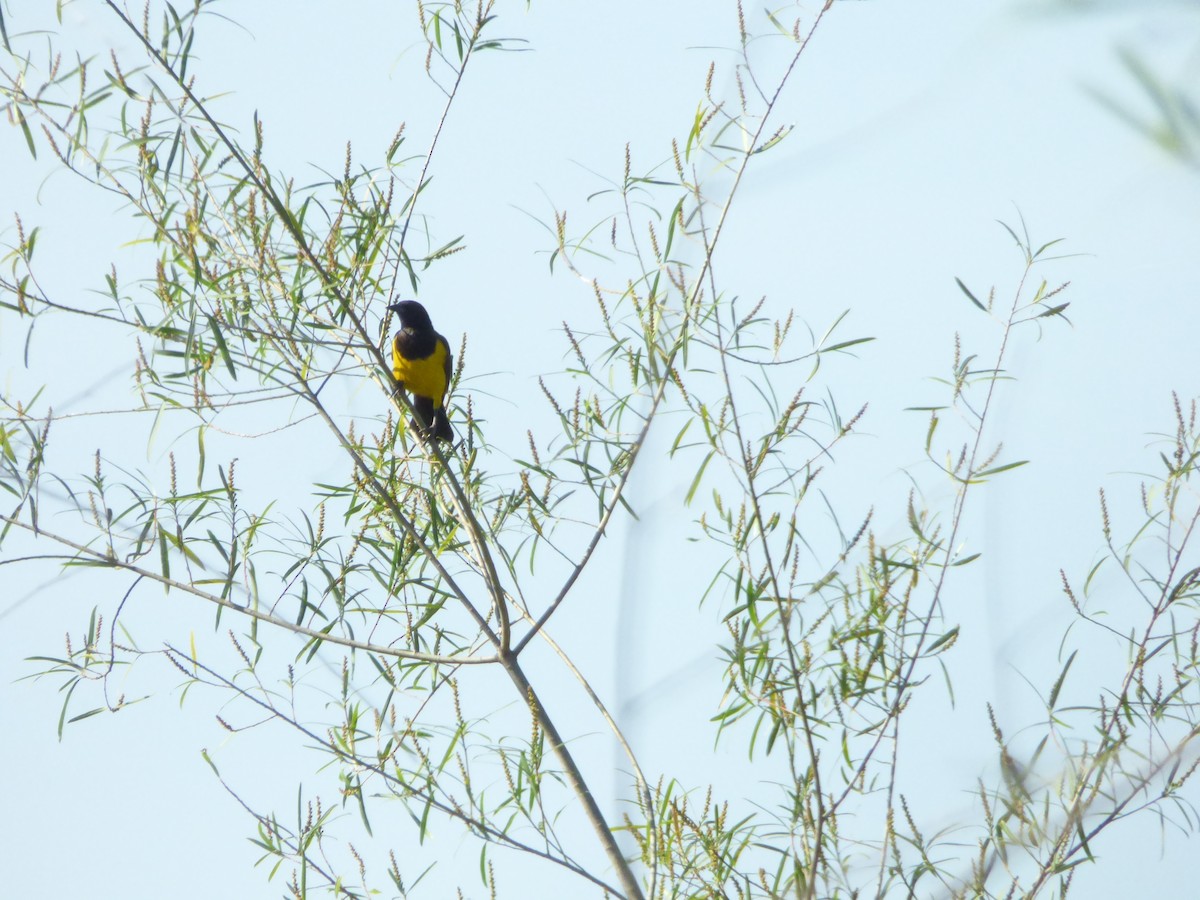 Парагвайский курен - ML646913345