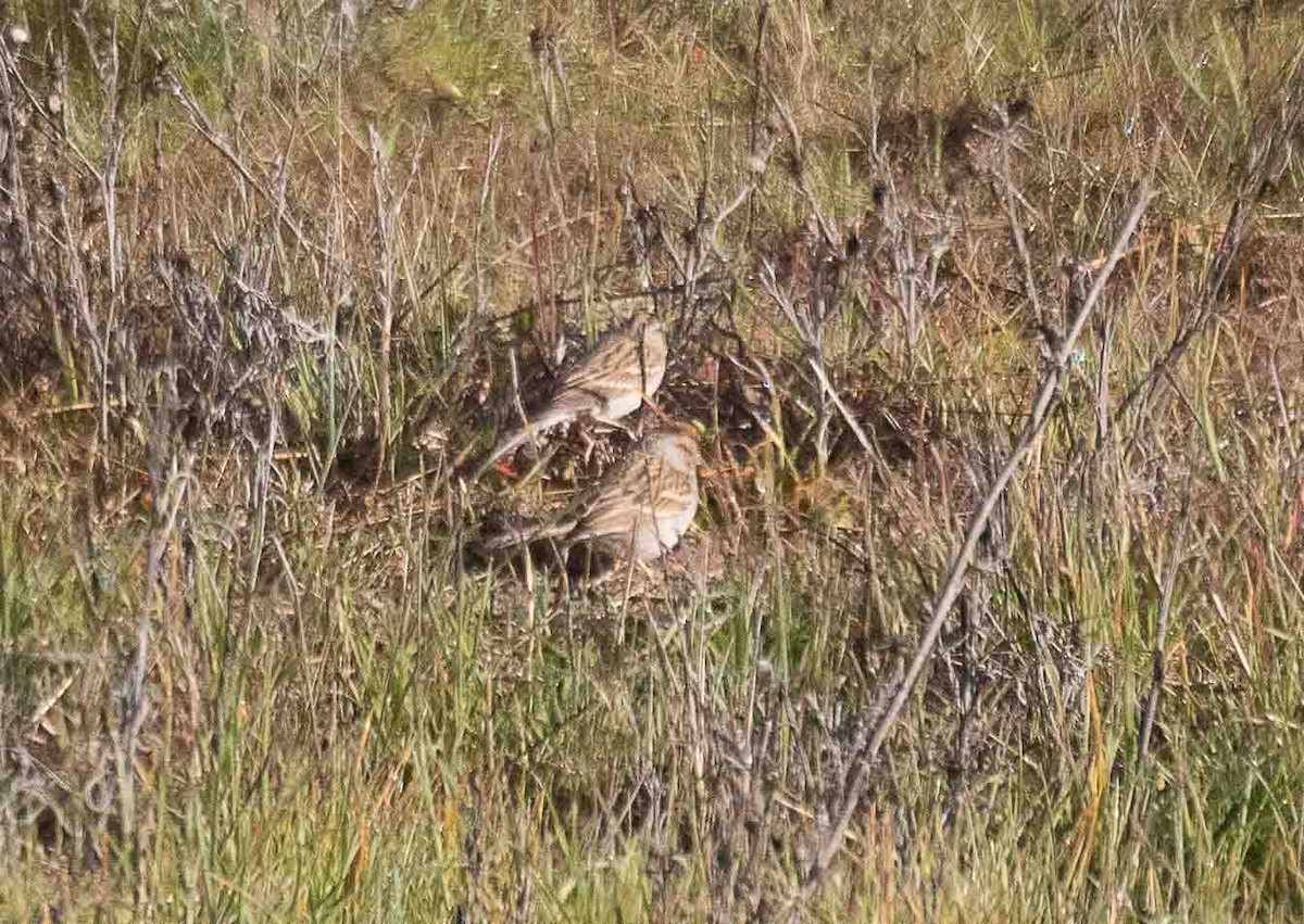 Chipping Sparrow - ML646913346