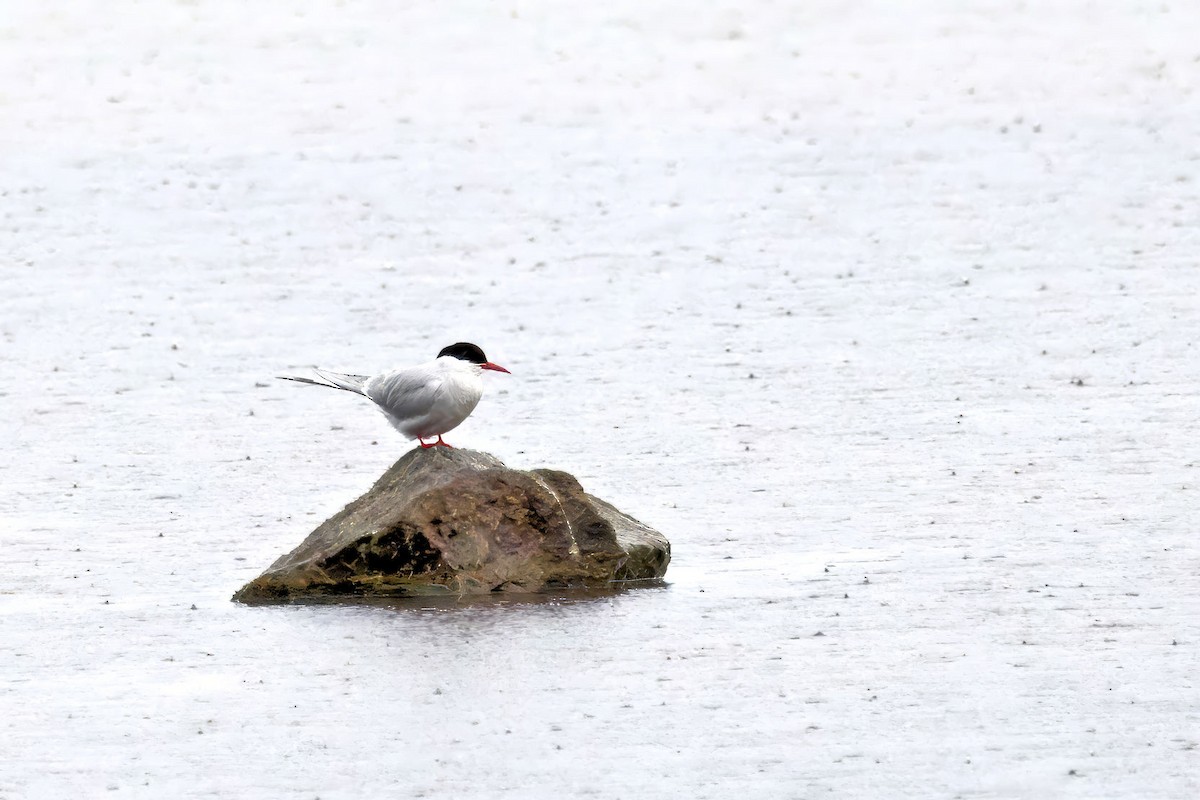 Полярная крачка - ML646913347