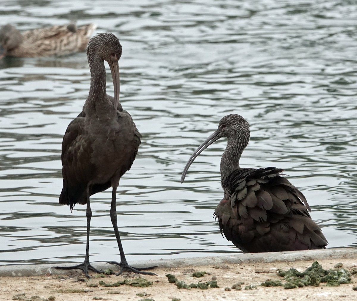 Очковая каравайка - ML646913349