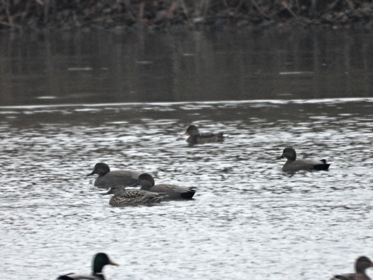 Серая утка - ML646913350