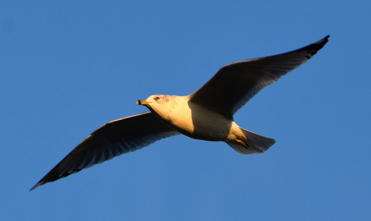 Делавэрская чайка - ML646913351