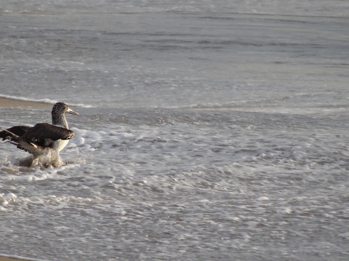 Голубоногая олуша - ML646913353