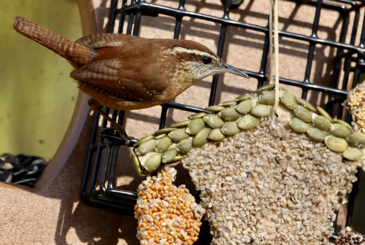 Каролинский крапивник - ML646913354