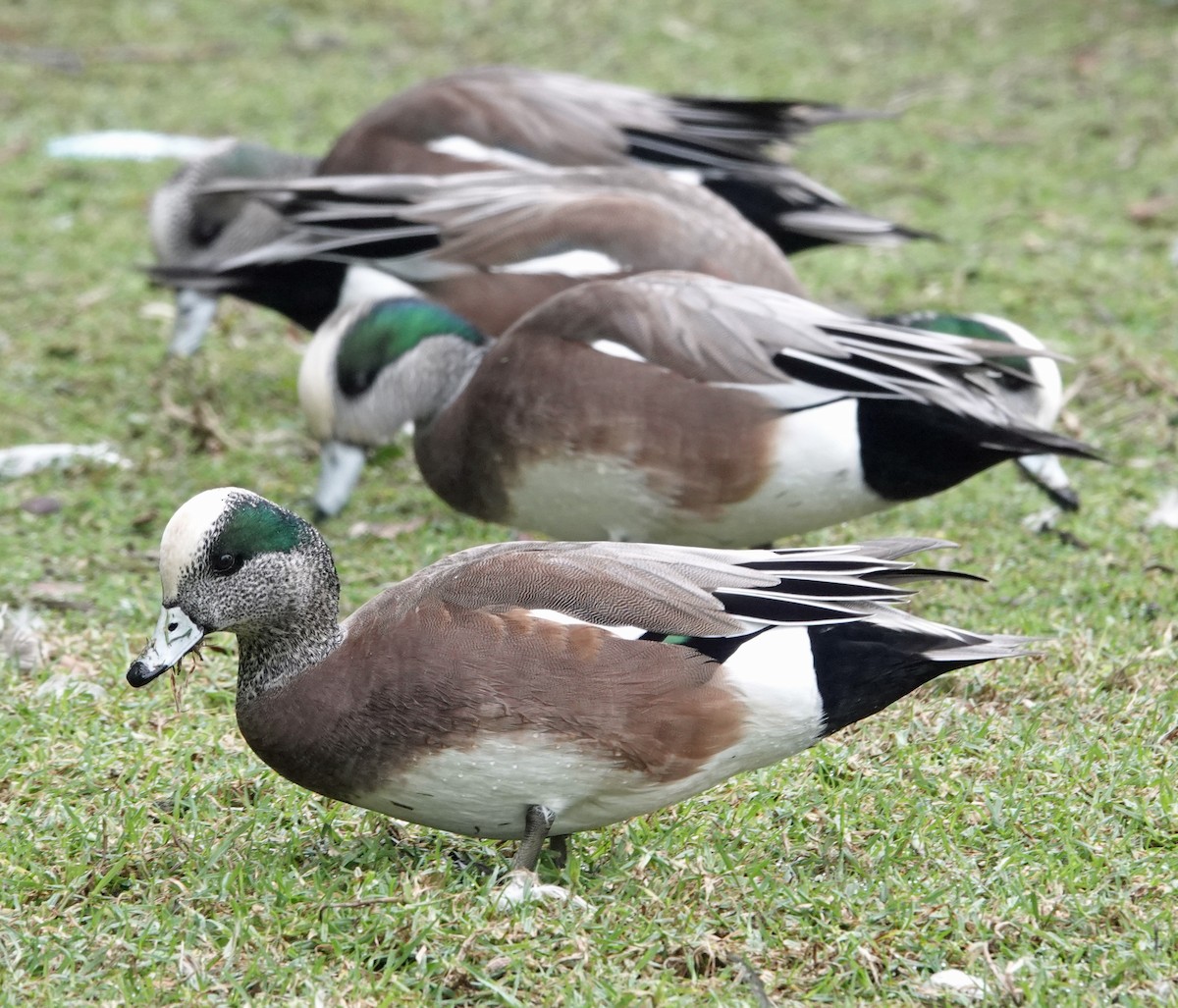 Американская свиязь - ML646913355