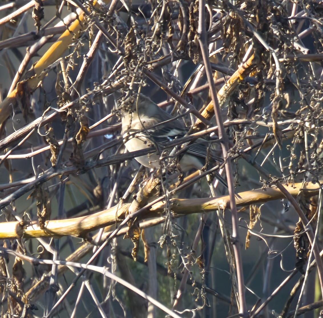 Зяблик - ML646913356