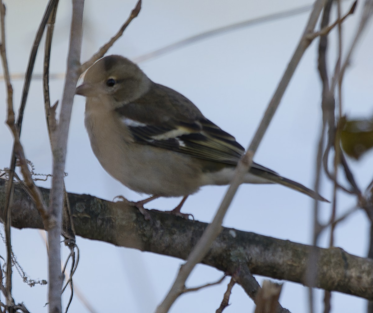 Зяблик - ML646913357