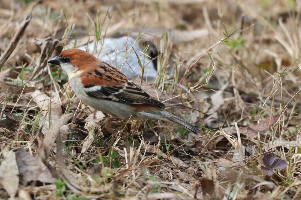 Рыжий воробей - ML646913359