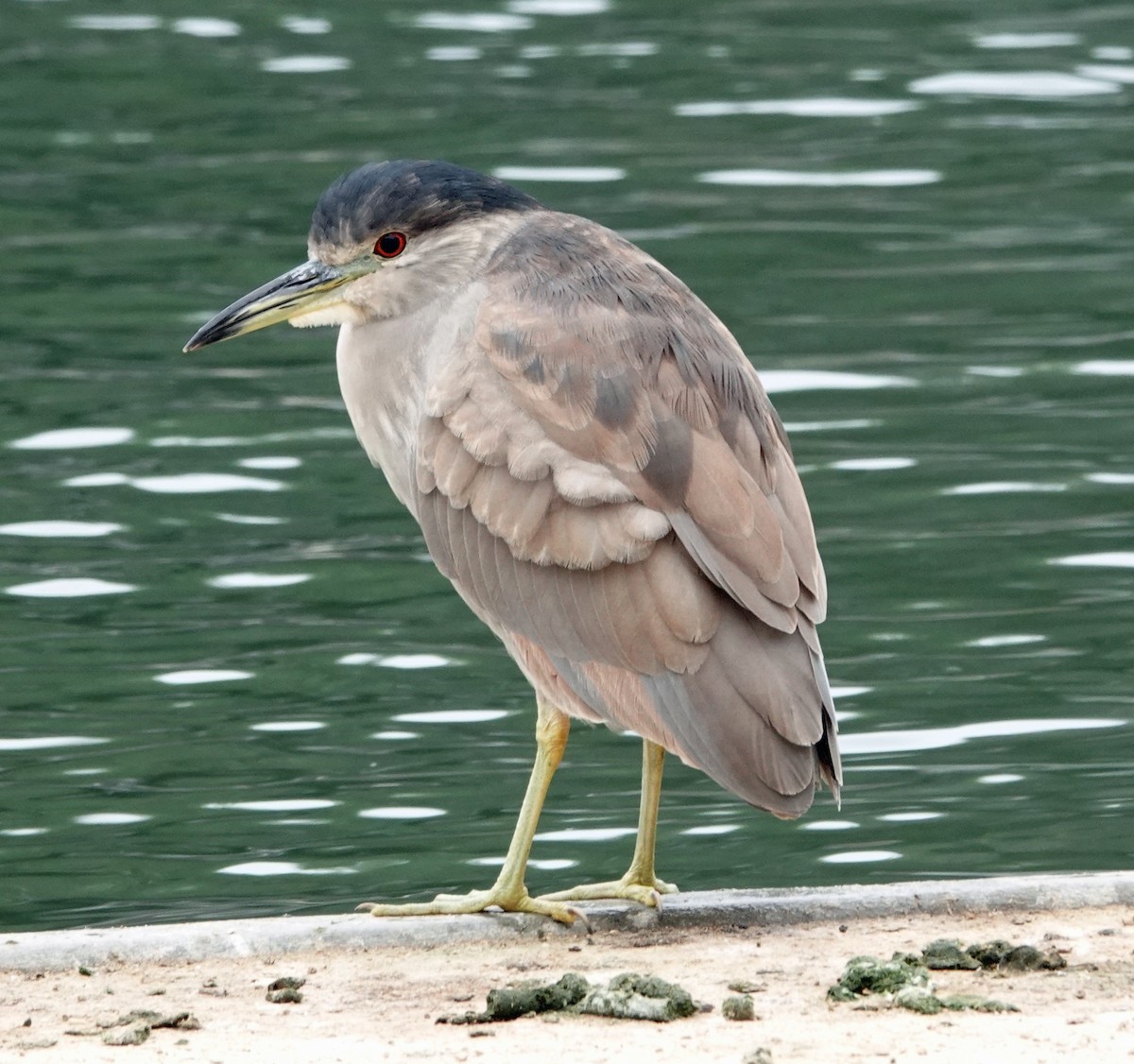 Кваква - ML646913360