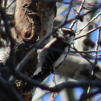 Пушистый дятел - ML646913361