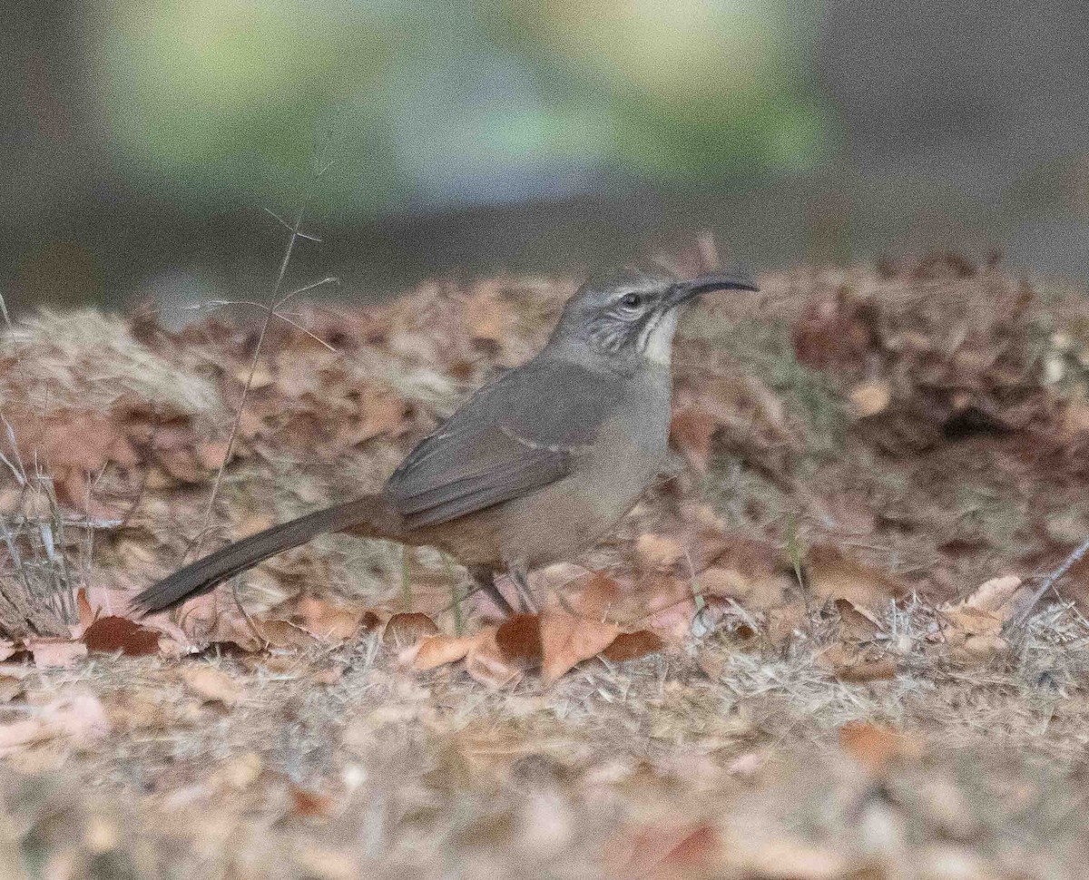 California Thrasher - ML646913362
