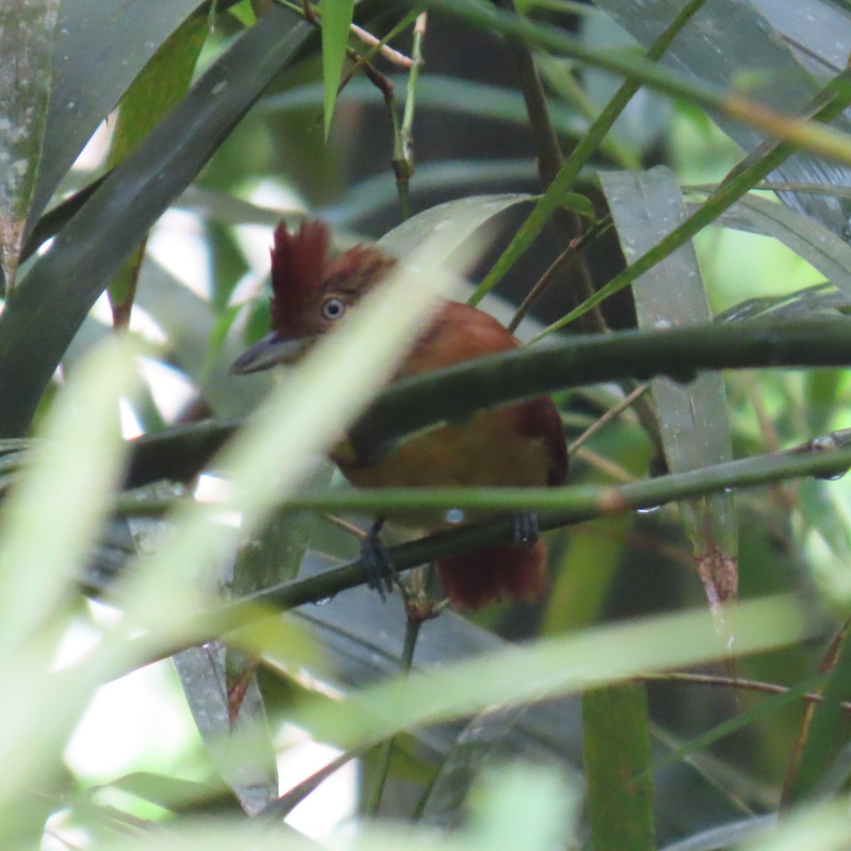 Bindenameisenwürger - ML646913363