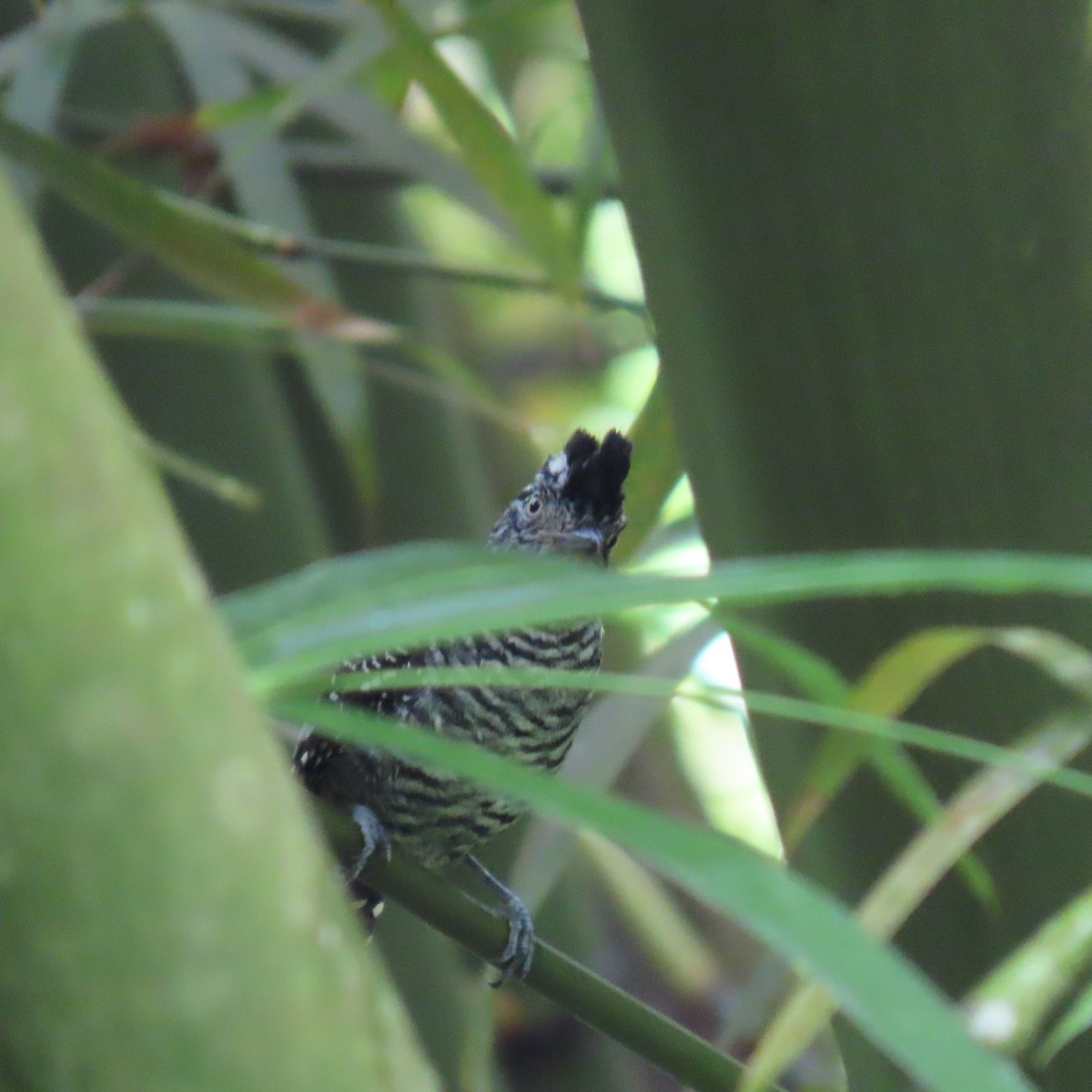 Bindenameisenwürger - ML646913364