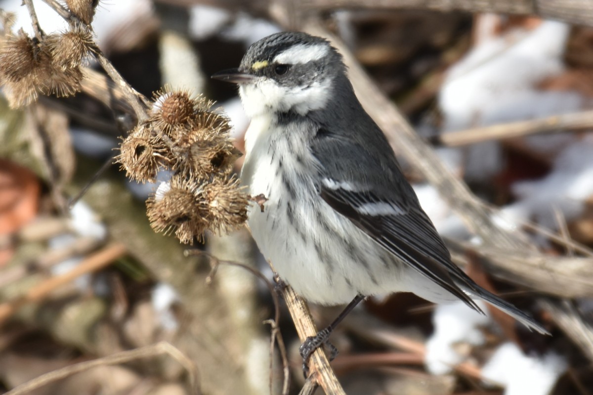 Kara Şeritli Ötleğen - ML646913365